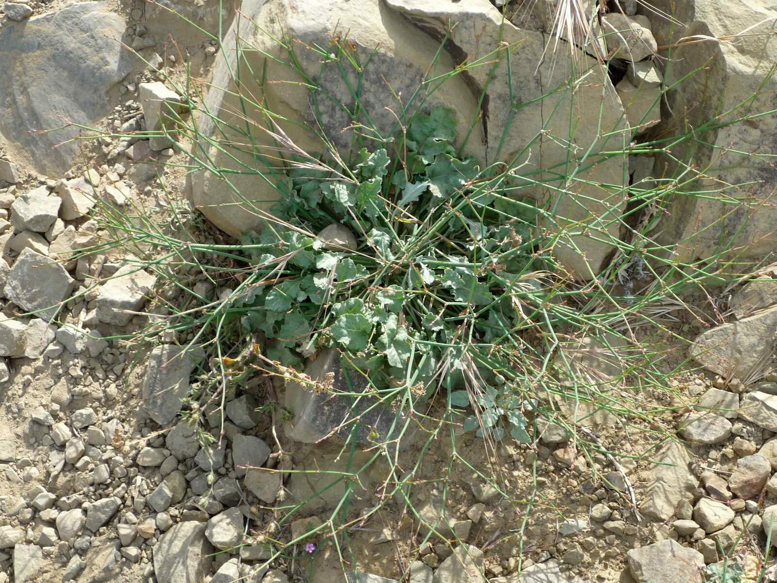 High Resolution Eriogonum baileyi Plant